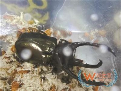 廣州海關(guān)連續(xù)截獲3批外來(lái)物種活體甲蟲，大連海關(guān)截獲66噸禁止入境固體廢物—貨之家