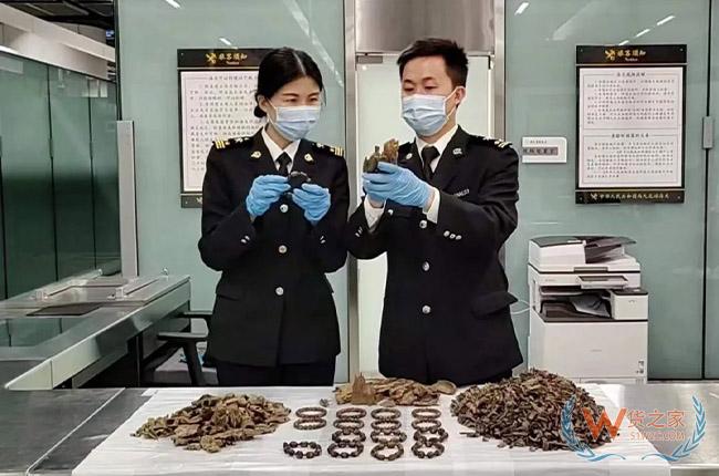 跨境走私瀕危物種，違法行為將受到嚴(yán)懲！-貨之家